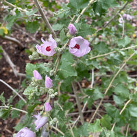 Malacothamnus fasciculatus, Chaparral Mallow Flowering