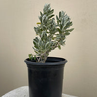 Salvia leucophylla 'Point Sal Spreader', Point Sal Spreader Sage