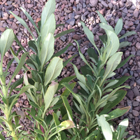 Salvia mellifera 'Jade Carpet', Jade Carpet Sage