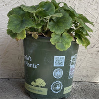 Heuchera rubescens, Pink Alum Root