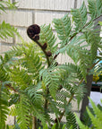Cyathea cooperi, Australian Tree Fern
