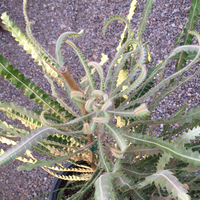 Banksia prionotes