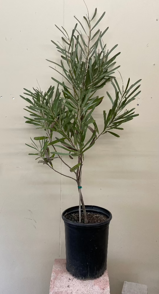 Hakea francisiana , Grass Leaf Hakea 5G