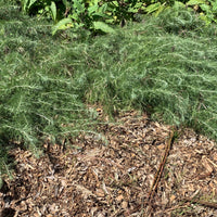 plant material shot