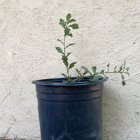 Quercus berberidifolia, Scrub Oak