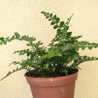 Asplenium parvati (Mother Fern)