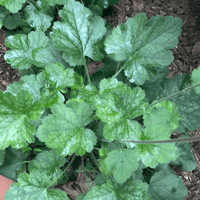 Heuchera ‘Opal’ Leaves