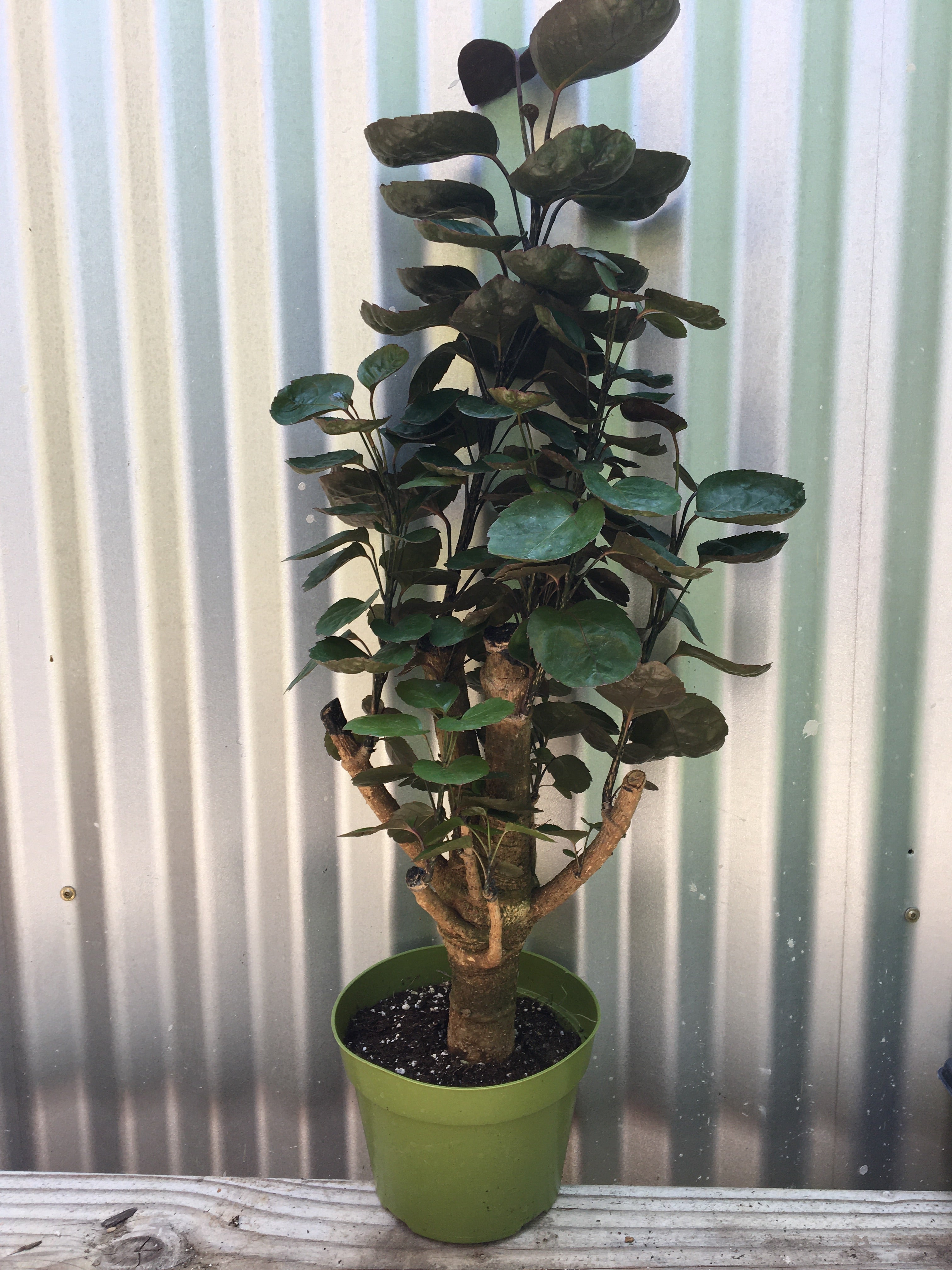 indoor aralia plant 6 in. Fabian Aralia Stump (Polyscias Scutellaria) Plant in Grower Pot