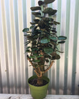Polyscias scutellaria (aralia fabian stump)