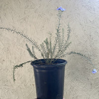 Linum lewisii, Prairie Flax 1 Gallon