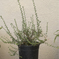 Eriogonum fasciculatum ‘Theodore Payne’