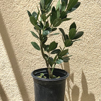 Laurus nobilis, Bay Laurel