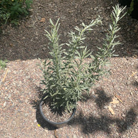 Atriplex canescens, Four-Wing Saltbush