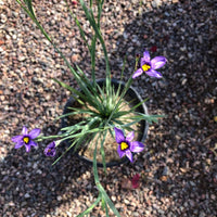Sisyrinchium bellum 'Blue-eyed Grass'