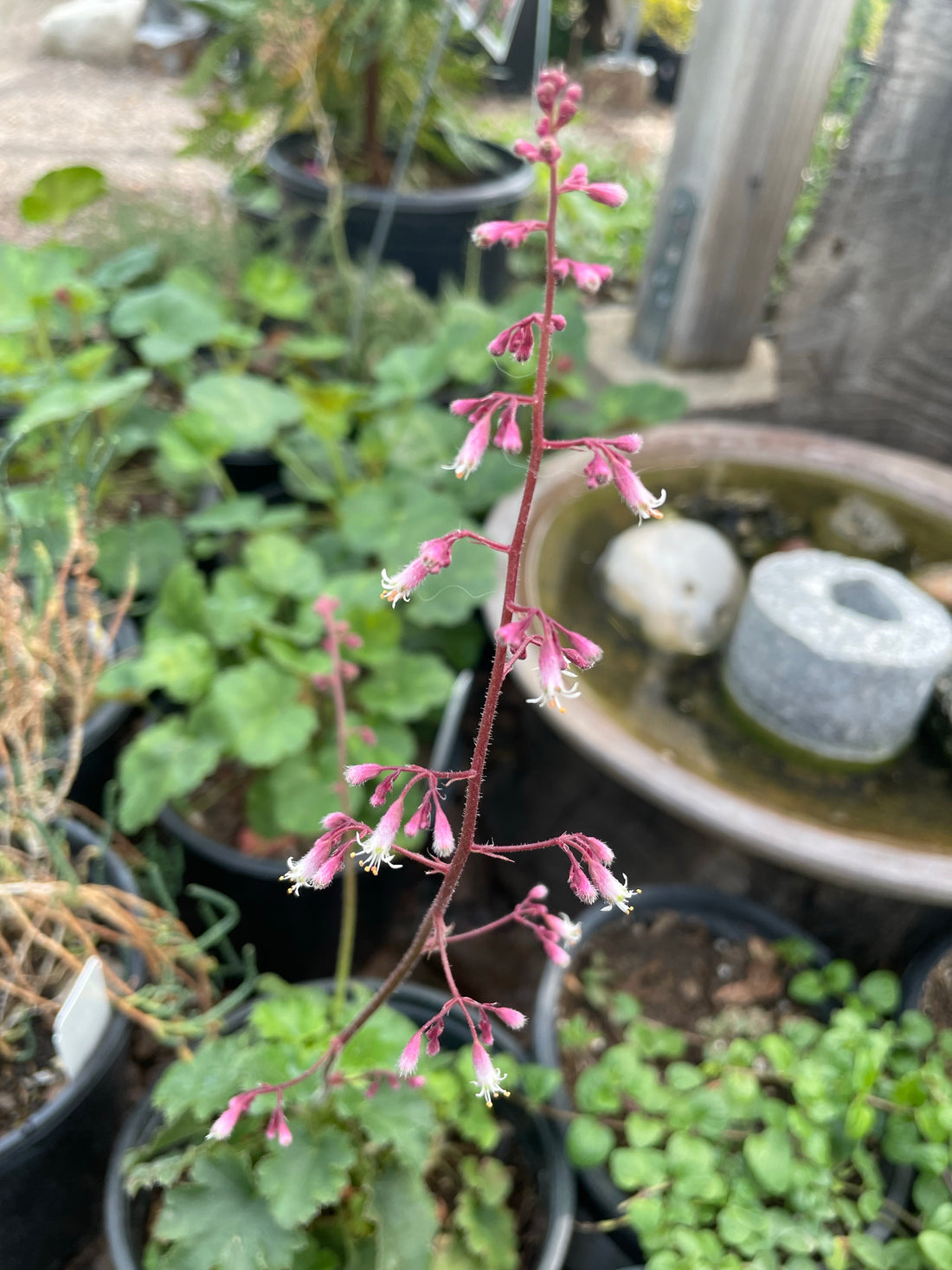 Heuchera rubescens, Pink Alum Root