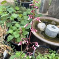 Heuchera rubescens, Pink Alum Root