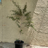 Leptospermum 'Dark Shadows'
