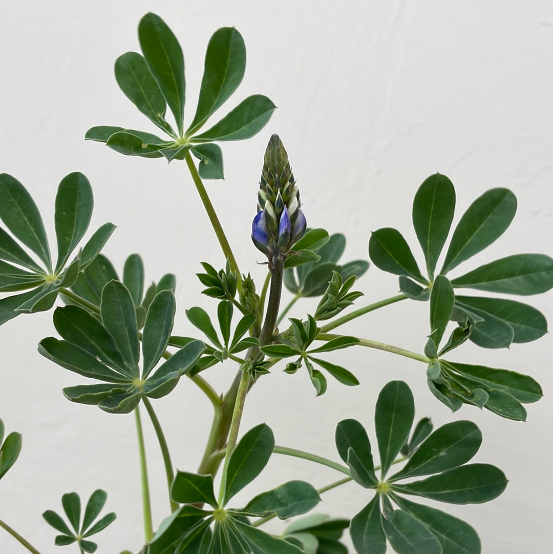 Lupinus succulentus, Arroyo Lupine – Plant Material