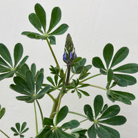 Lupinus succulentus, Arroyo Lupine