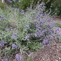 plant material shot