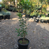 Myrica californica, Pacific Wax Myrtle