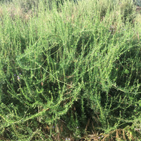 Eriogonum fasciculatum, California buckwheat Nature Shot by Plant Material