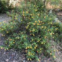 Mimulus longiflorus / Diplacus longiflorus (sticky monkeyflower)