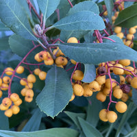 Heteromeles arbutifolia 'Davis Gold' Toyon Yellow Berries