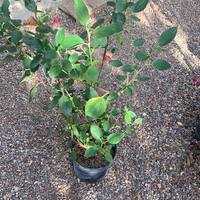 Ceanothus arboreus