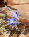 Organic Borage - Please call shop for availability