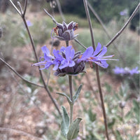 plant material shot