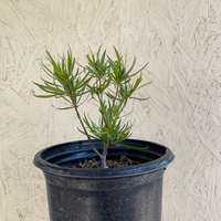 Chilopsis linearis, Desert Willow