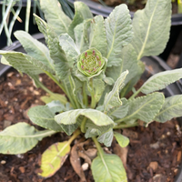 Berlandiera lyrata - Chocolate daisy