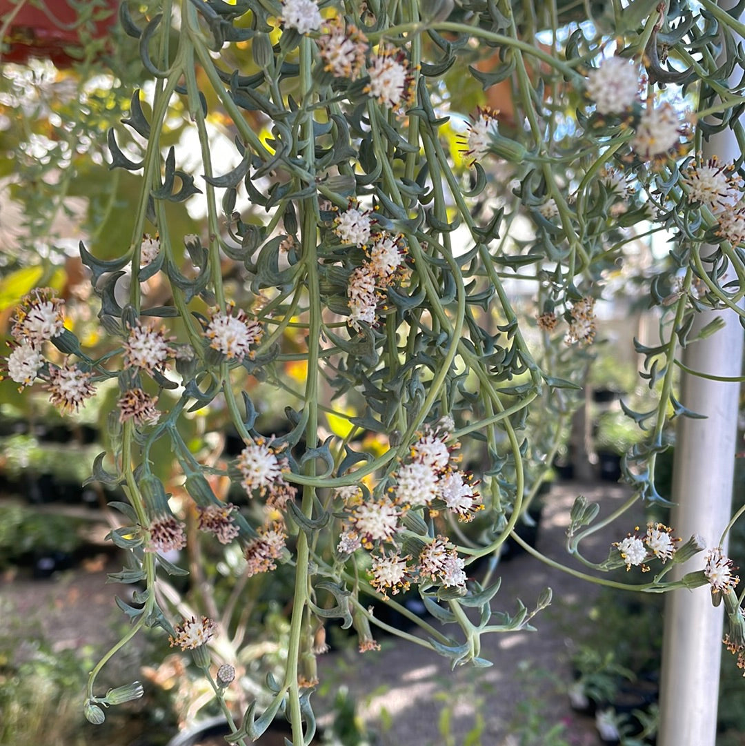 Senecio peregrinus (String of Dolphins Succulent) – Plant Material