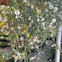 Senecio peregrinus (String of Dolphins Succulent)