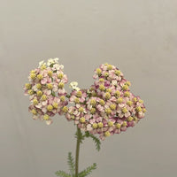 Paprika Yarrow Flower