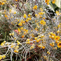 Senna Artemisiodes Flowers