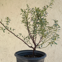 Arctostaphylos pumila, Sandmat Manzanita