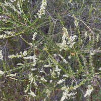 Adenostoma fasciculatum , Chamise Flower and Foliage Nature shot by Plant Material