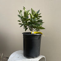 Satsuma Mandarin, semi-dwarf