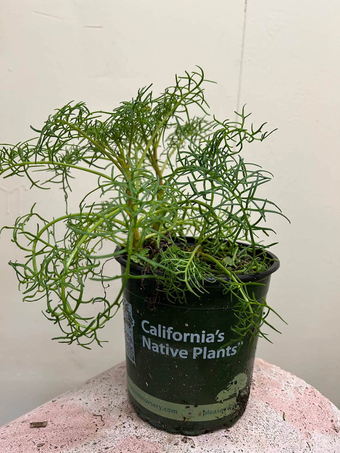 Leptosyne gigantea, Giant Coreopsis