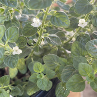 Clinopodium shrubby yerba buena White Flower
