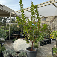 Arbutus 'Marina' , Marina Strawberry Tree