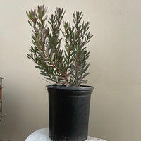 Leucadendron Winter Red