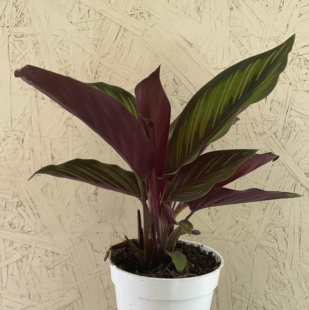 Calathea Beauty Star