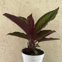 Calathea Beauty Star
