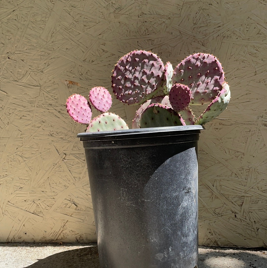 buy purple prickly pear cactus Opuntia santa-rita – Plant Material