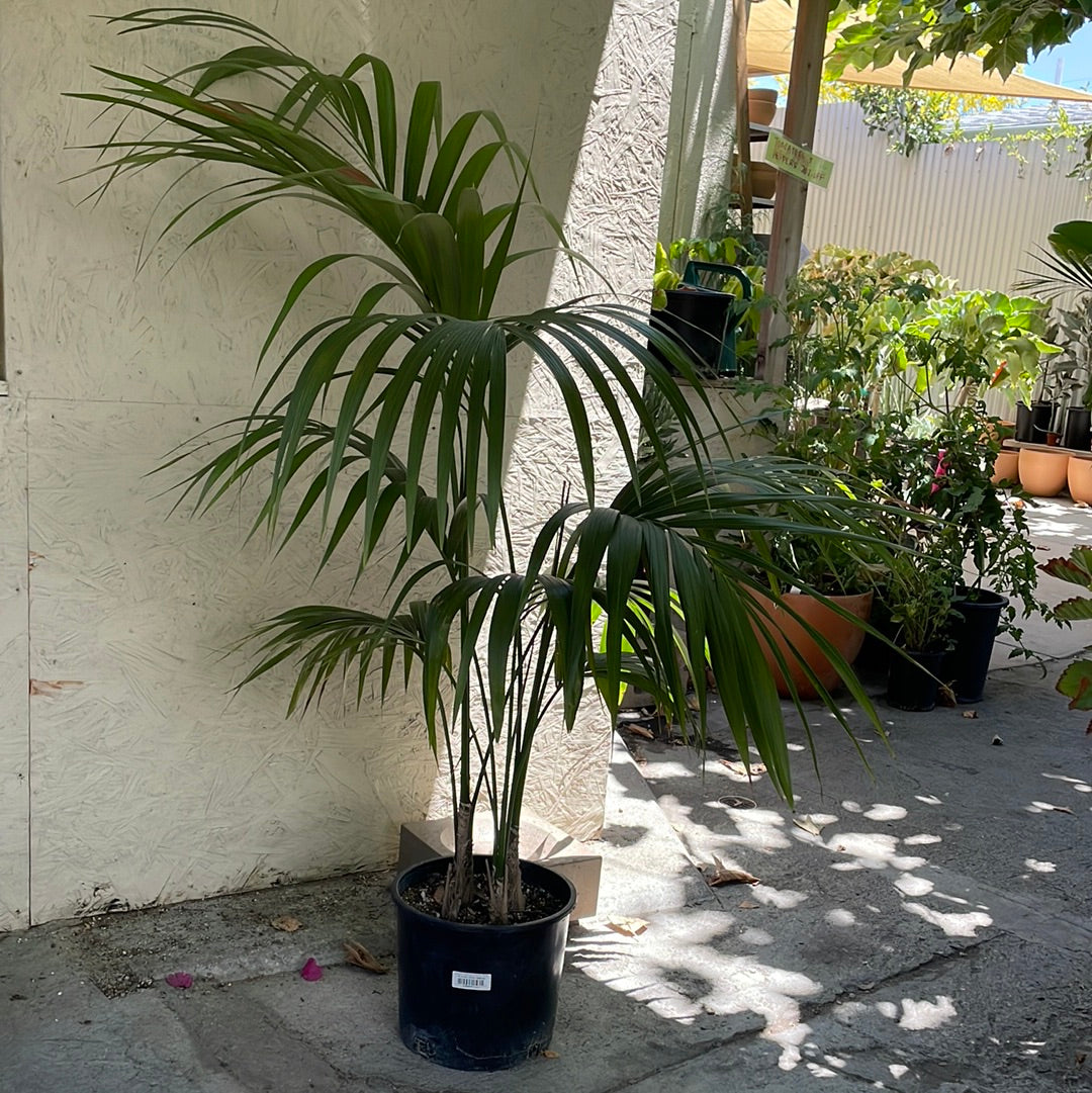 palm tree plants for sale Howea forsteriana (Kentia Palm) – Plant Material
