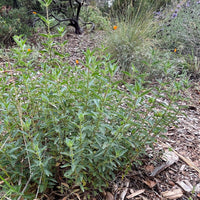 plant material shot