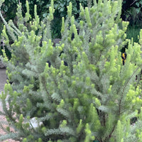 plant material shot